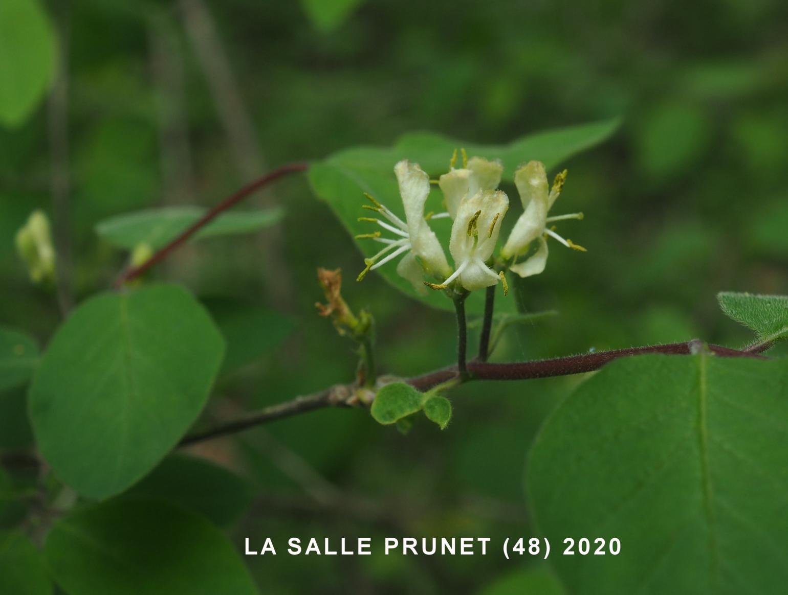 Honeysuckle, Fly